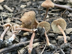Inocybe calospora