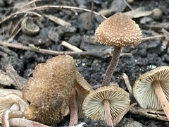 Inocybe calospora