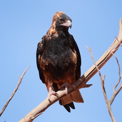 Black-Breasted Buzzard photo 2