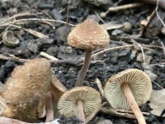 Inocybe calospora