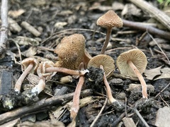 Inocybe calospora