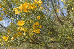 Senna glutinosa