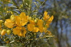 Senna glutinosa