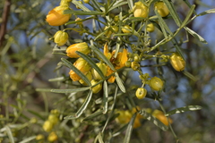 Senna glutinosa