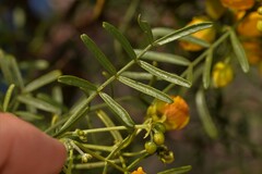Senna glutinosa