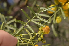 Senna glutinosa