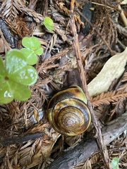 Monadenia infumata callidina