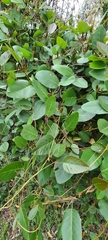 Kennedia nigricans