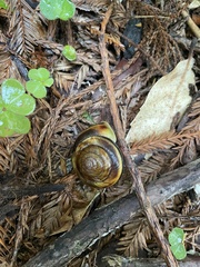 Monadenia infumata callidina