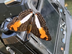 Adelpha malea