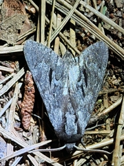 Lapara coniferarum