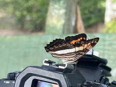 Adelpha malea