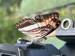 Adelpha malea