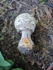 Chlorophyllum brunneum