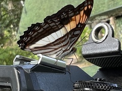 Adelpha malea