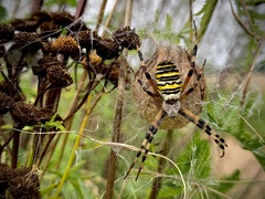 Argiope bruennichi