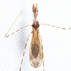 Stenolemoides arizonensis