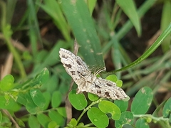 Sameodes