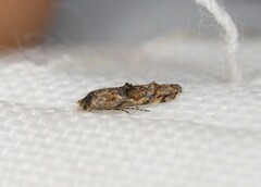 Mompha stellella