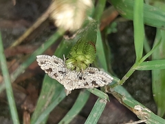 Sameodes