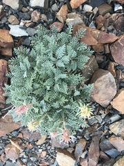 Chaenactis douglasii alpina