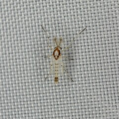 Coelotanypus concinnus