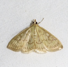 Crocidophora serratissimalis