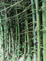 Bambusa sinospinosa