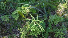 Lilium philadelphicum