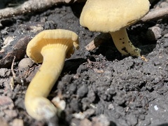 Cantharellus chicagoensis