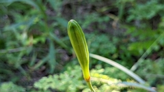 Lilium philadelphicum