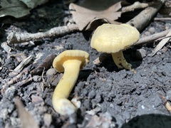 Cantharellus chicagoensis