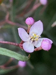 Boronia thujona