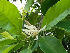 Magnolia × alba