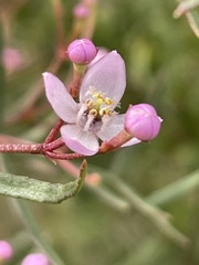 Boronia thujona