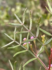 Boronia thujona