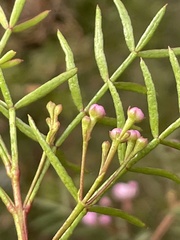 Boronia thujona