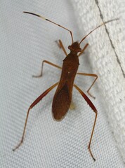 Megalotomus