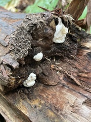 Spongiporus leucospongia