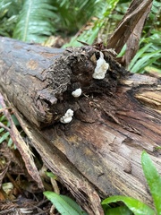 Spongiporus leucospongia