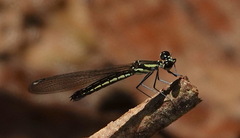 Libellago semiopaca