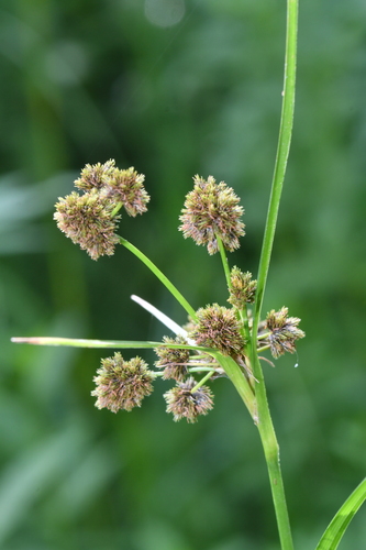 cloaked bulrush (Scirpus pallidus)