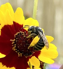 Melissodes subillatus