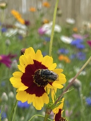 Melissodes subillatus