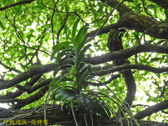 Cleisostoma paniculatum