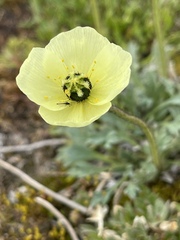 Papaver radicatum