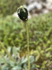 Papaver radicatum