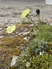 Papaver radicatum