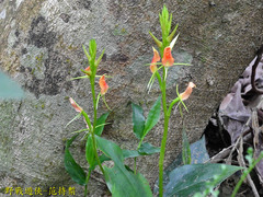 Cryptostylis arachnites