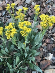 Senecio atratus